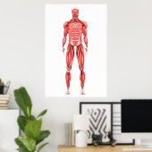 男性筋系の医学的イラストレーション2 ポスター (ホームオフィス)