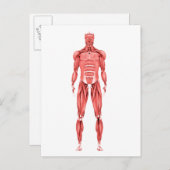 男性筋系の医学的イラストレーション2 ポストカード (正面/裏面)
