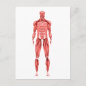男性筋系の医学的イラストレーション2 ポストカード (正面)