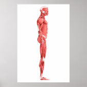 男性筋系の医療イラストレーション1 ポスター (正面)