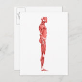 男性筋系の医療イラストレーション1 ポストカード (正面/裏面)