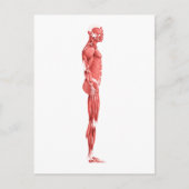 男性筋系の医療イラストレーション1 ポストカード (正面)
