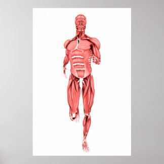 男性筋肉の医学的イラストレーションランニング1 ポスター