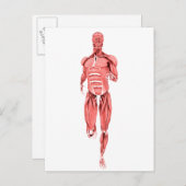 男性筋肉の医学的イラストレーションランニング1 ポストカード (正面/裏面)