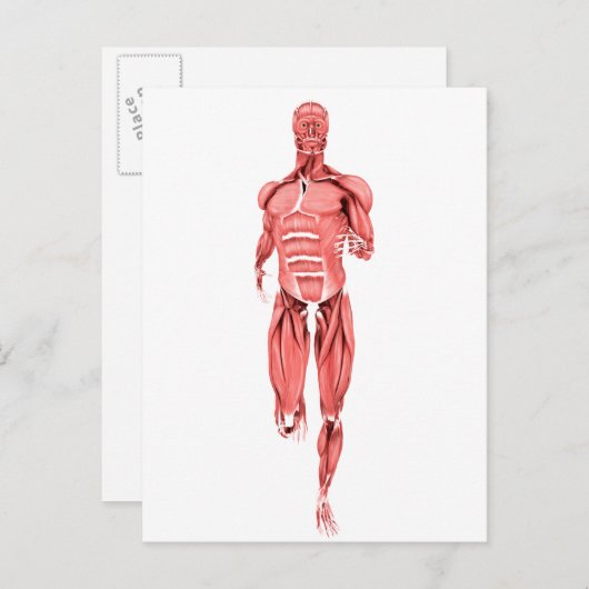 男性筋肉の医学的イラストレーションランニング1 ポストカード (正面/裏面)