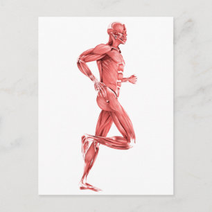 男性筋肉の医学的イラストレーションランニング2 ポストカード