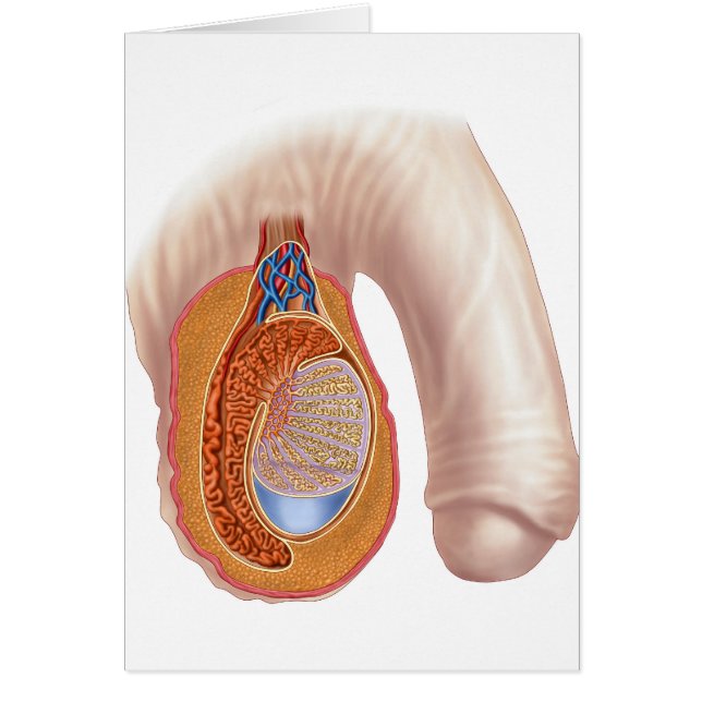 男性精巣解剖学 (正面)