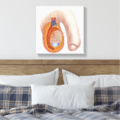 男性精巣解剖学 キャンバスプリント (インサイチュ (寝室))