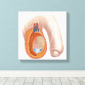 男性精巣解剖学 キャンバスプリント (インサイチュ (ウッドフロア))