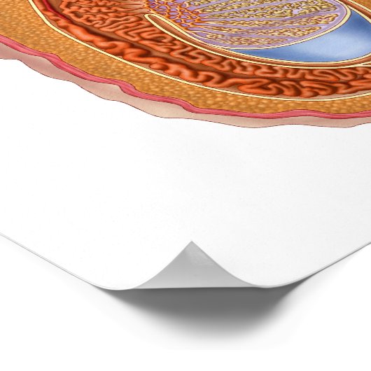 男性精巣解剖学 ポスター (角)