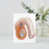 男性精巣解剖学 ポストカード (スタンド正面)