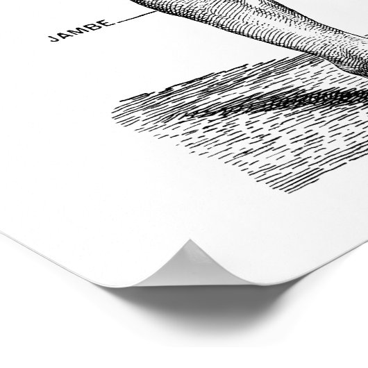 男性解剖学 – 前面 ポスター (角)