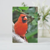 男性赤(鳥)ショウジョウコウカンチョウオンブランチ空白のノートカード 出欠カード (スタンド正面)