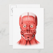 男性顔筋の医学的イラストレーション1 ポストカード (正面/裏面)