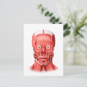 男性顔筋の医学的イラストレーション1 ポストカード (スタンド正面)