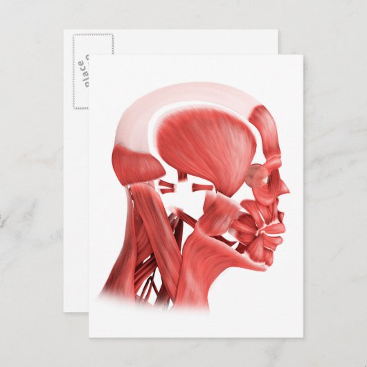 男性顔筋の医学的イラストレーション2 ポストカード (正面/裏面)