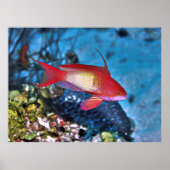 男性駆虫薬 ポスター (正面)