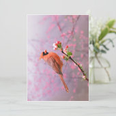 男性（鳥）ショウジョウコウカンチョウグリーティングカード シーズンカード (スタンド正面)