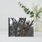 男性(鳥)ショウジョウコウカンチョウ遊スチルおもしろい ポストカード (スタンド正面)