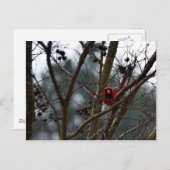 男性(鳥)ショウジョウコウカンチョウ遊スチルおもしろい ポストカード (正面/裏面)