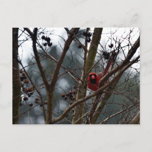 男性(鳥)ショウジョウコウカンチョウ遊スチルおもしろい ポストカード (正面)