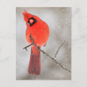 男性(鳥)ショウジョウコウカンチョウ雪 シーズンポストカード