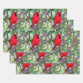 男性(鳥)ショウジョウコウカンチョウ-すべての行事包装紙シート ラッピングペーパーシート