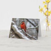 男性（鳥）ショウジョウコウカンチョウ カード (黄色い花)