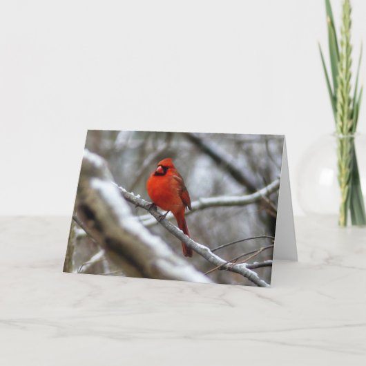 男性（鳥）ショウジョウコウカンチョウ カード (正面)