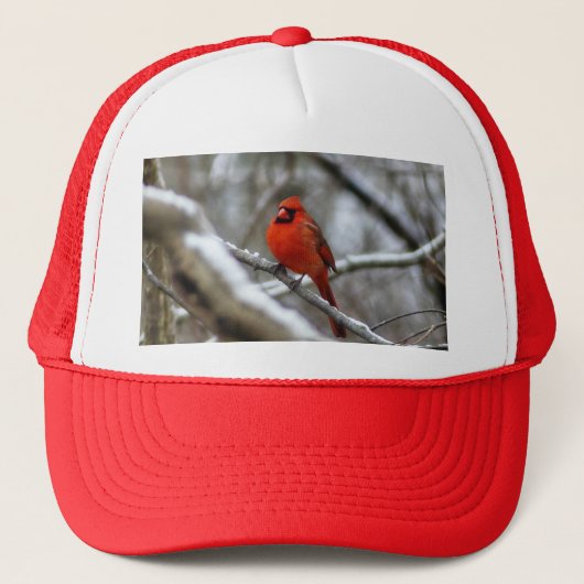 男性（鳥）ショウジョウコウカンチョウ キャップ (正面)