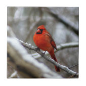 男性（鳥）ショウジョウコウカンチョウ タイル (正面)