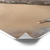 男性（鳥）ショウジョウコウカンチョウ ポスター (角)