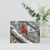 男性（鳥）ショウジョウコウカンチョウ ポストカード (スタンド正面)