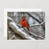 男性（鳥）ショウジョウコウカンチョウ ポストカード (正面/裏面)