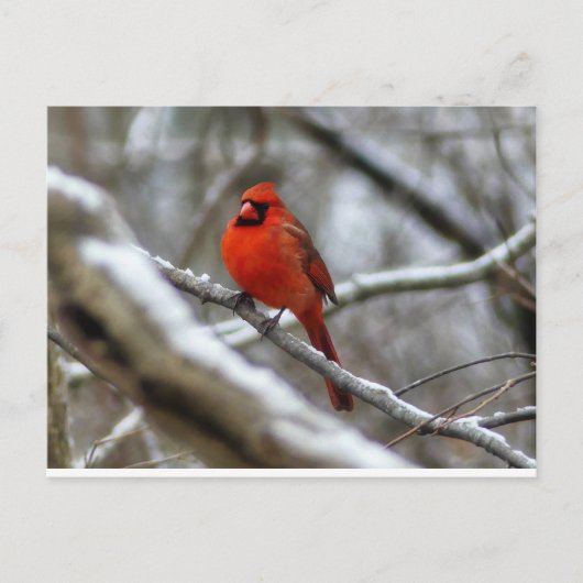 男性（鳥）ショウジョウコウカンチョウ ポストカード (正面)