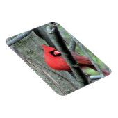 男性(鳥)ショウジョウコウカンチョウ(春) マグネット (右側)