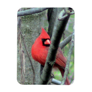 男性（鳥）ショウジョウコウカンチョウ(春) マグネット
