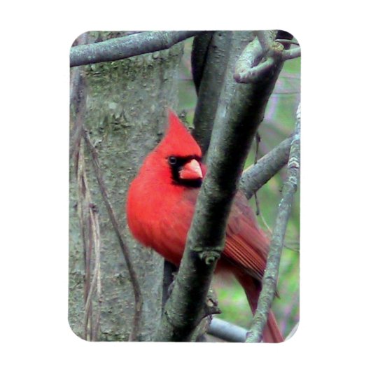 男性(鳥)ショウジョウコウカンチョウ(春) マグネット (縦)