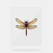 男素晴らし子と女の子のためのトンボの衣装 アクリルサイン (正面)