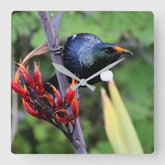 画像的なNZ Tuiの鳥 スクエア壁時計 (正面)