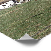 . .畑で休む牛のポスター ポスター (角)