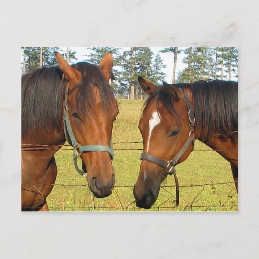 畑に二頭の茶色の馬と思慮深い馬 ポストカード (正面)