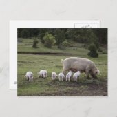 畑に子豚 ポストカード (正面/裏面)