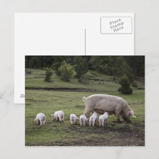 畑に子豚 ポストカード (正面/裏面)