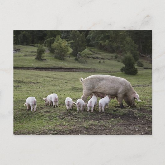 畑に子豚 ポストカード (正面)