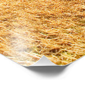 畑に干し草の葉を四角く並べる フォトプリント            (角)