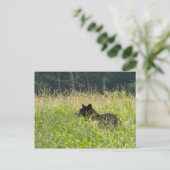 畑に忍び込む ポストカード (スタンド正面)