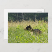 畑に忍び込む ポストカード (正面/裏面)