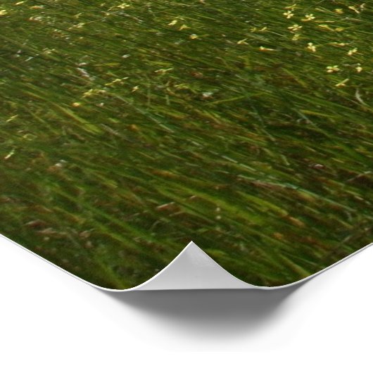 畑のケシ ポスター (角)