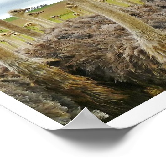 畑のダチョウ ポスター (角)